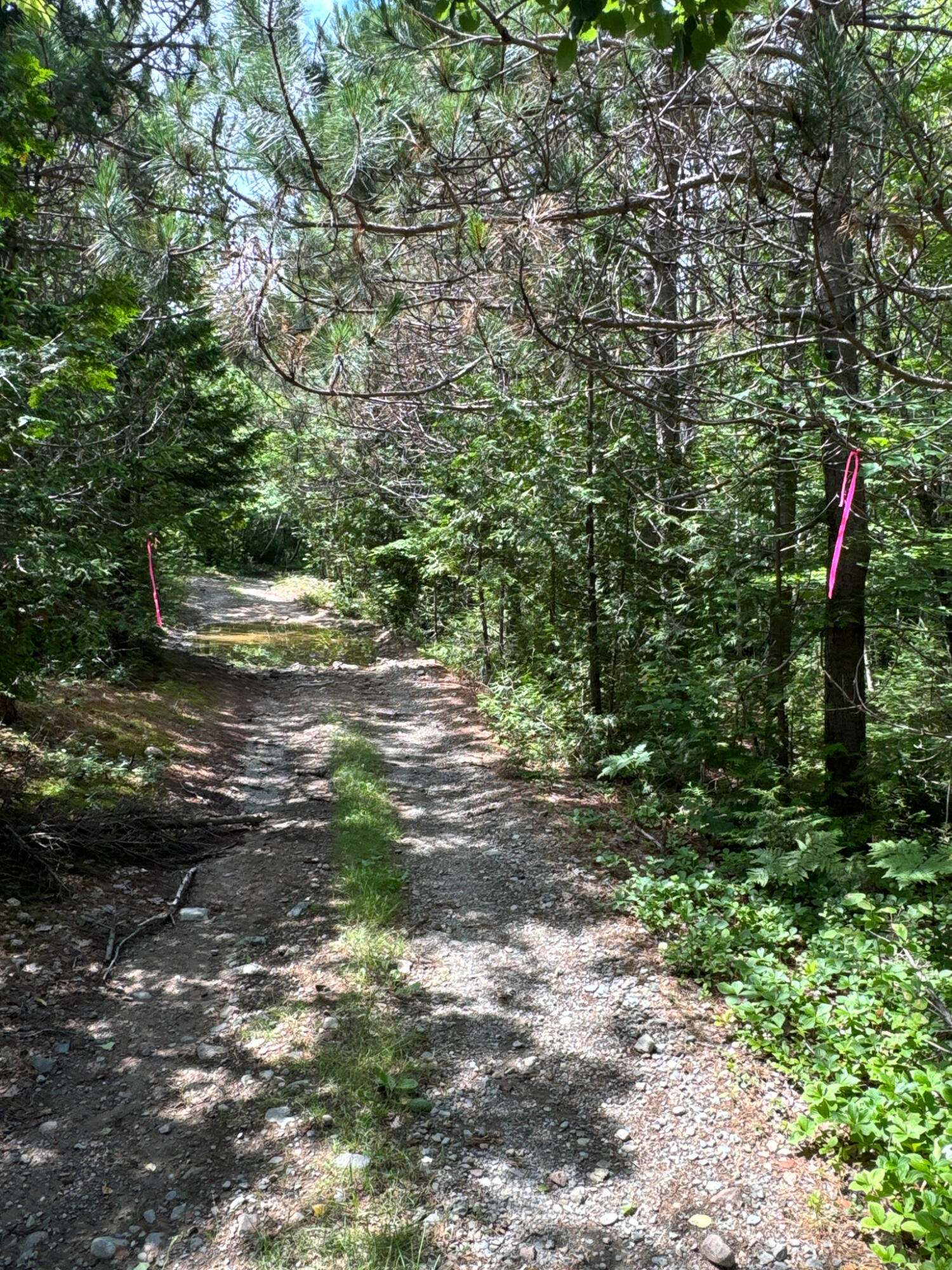 M2L1 Off Bear Hollow Road Robbinston ME 04671