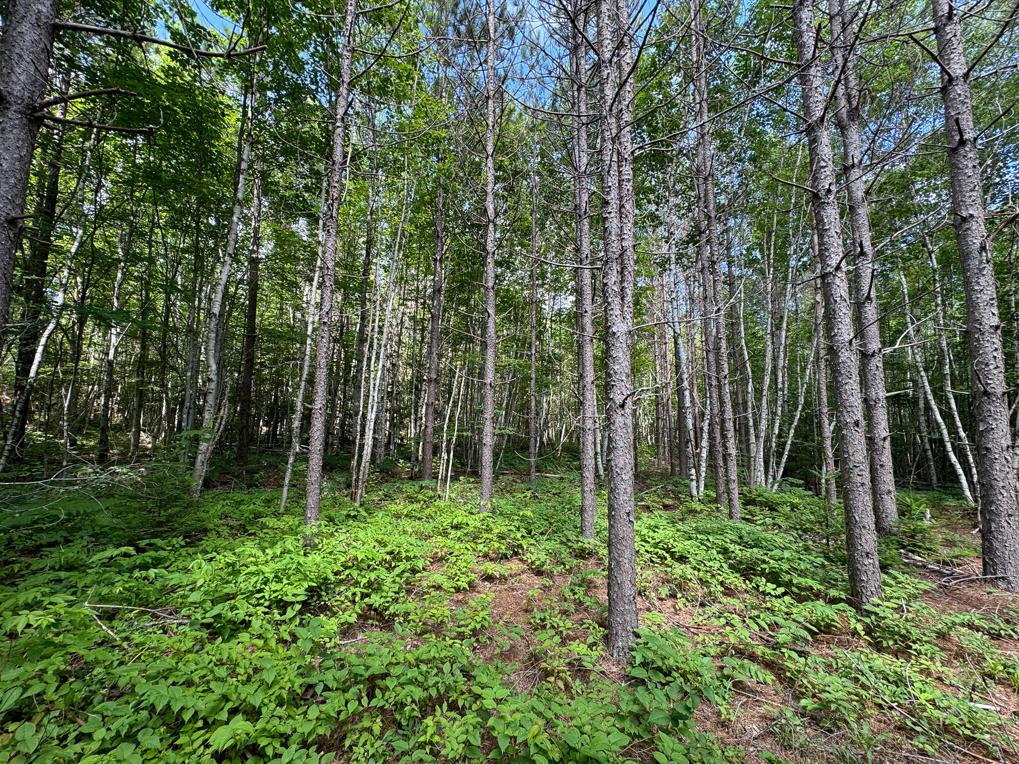 M2L1 Off Bear Hollow Road Robbinston ME 04671