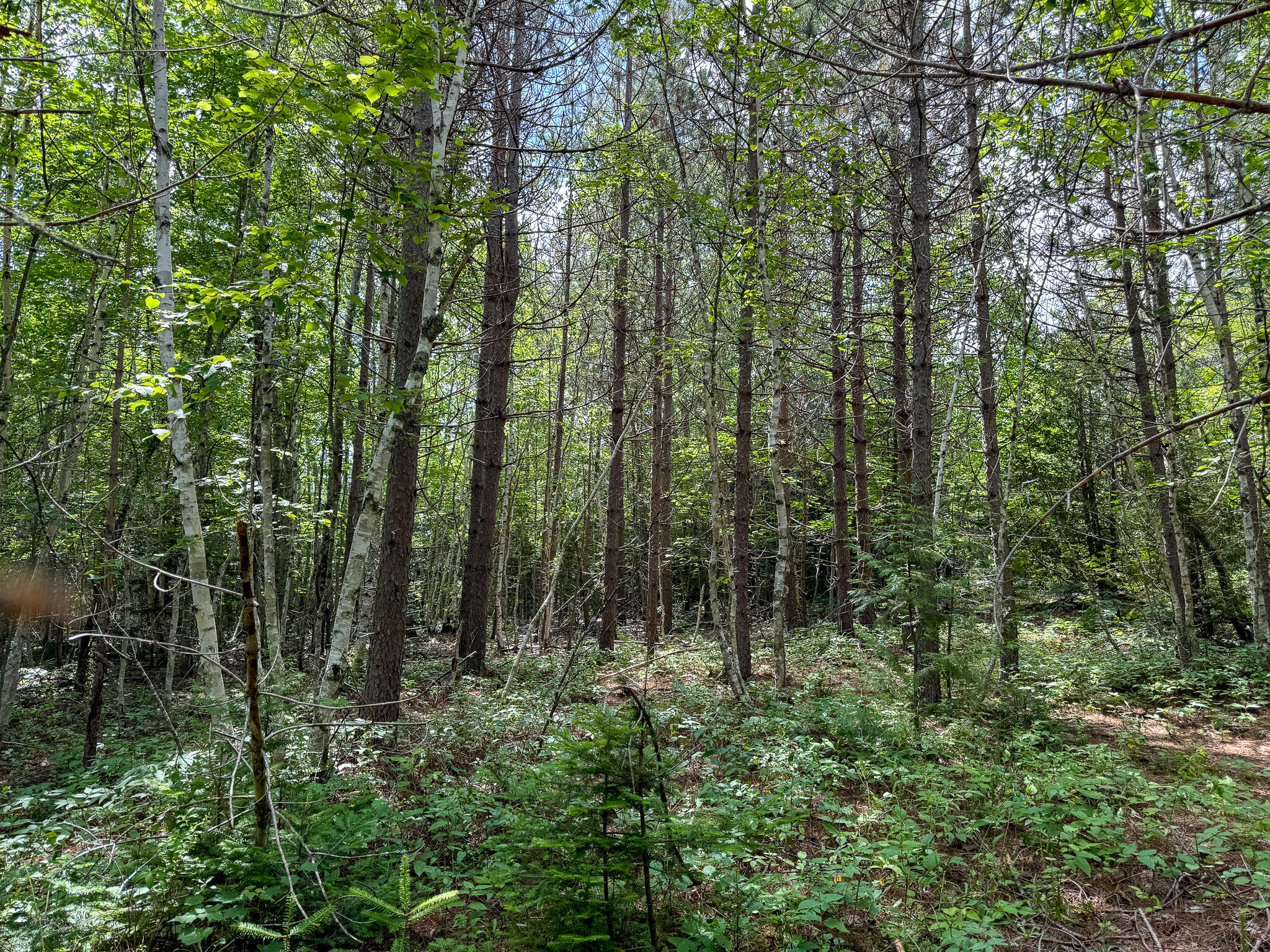 M2L1 Off Bear Hollow Road Robbinston ME 04671