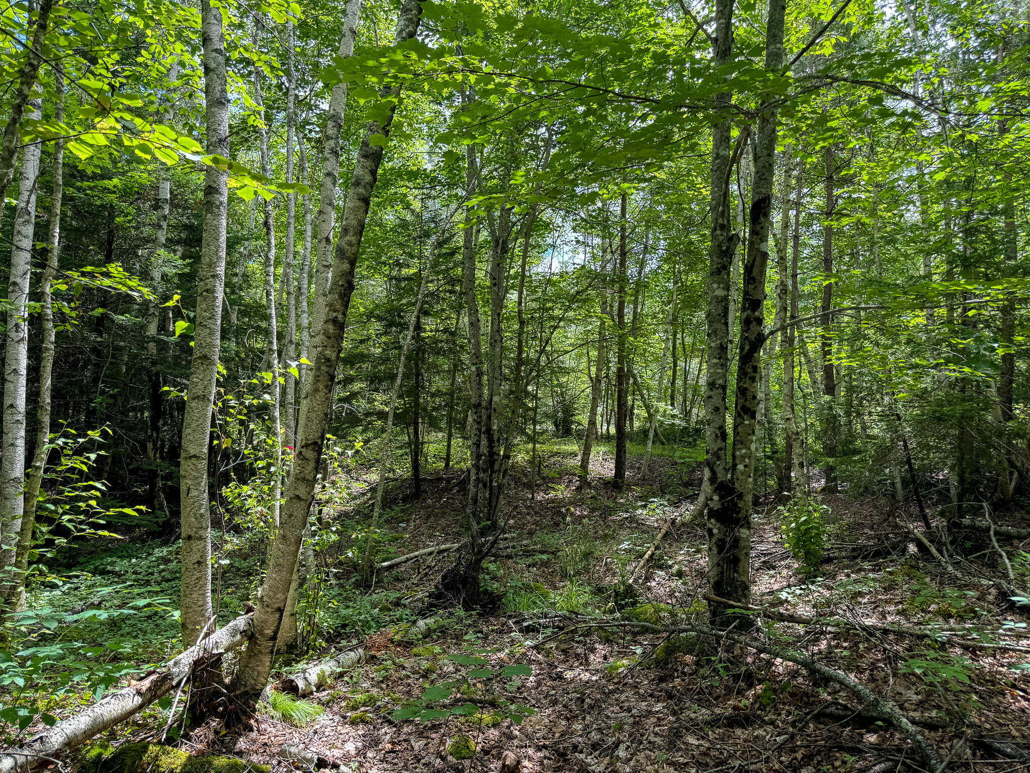 M2L1 Off Bear Hollow Road Robbinston ME 04671