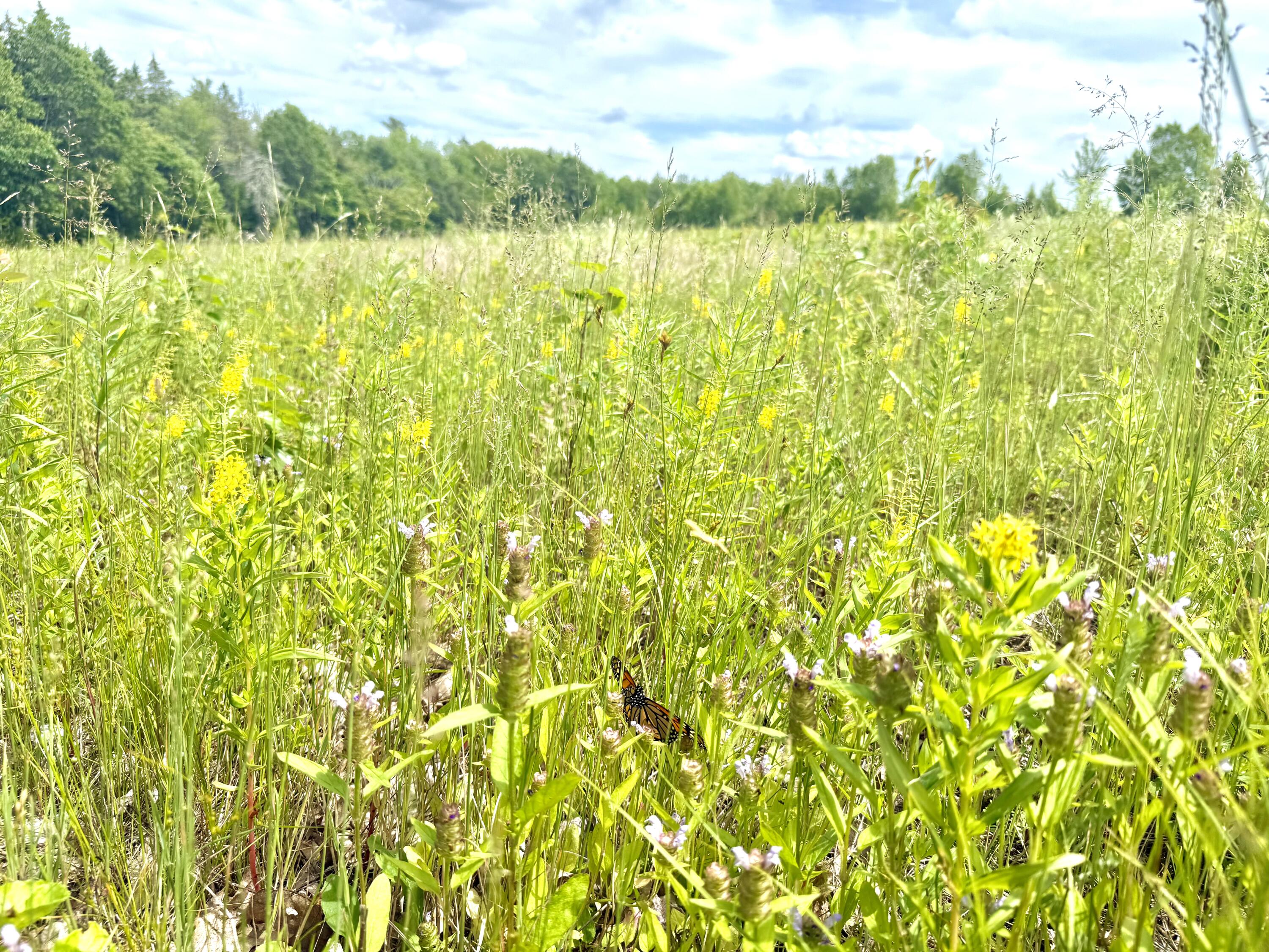 MAP13LOT9 Martins Ridge Road Franklin ME 04634