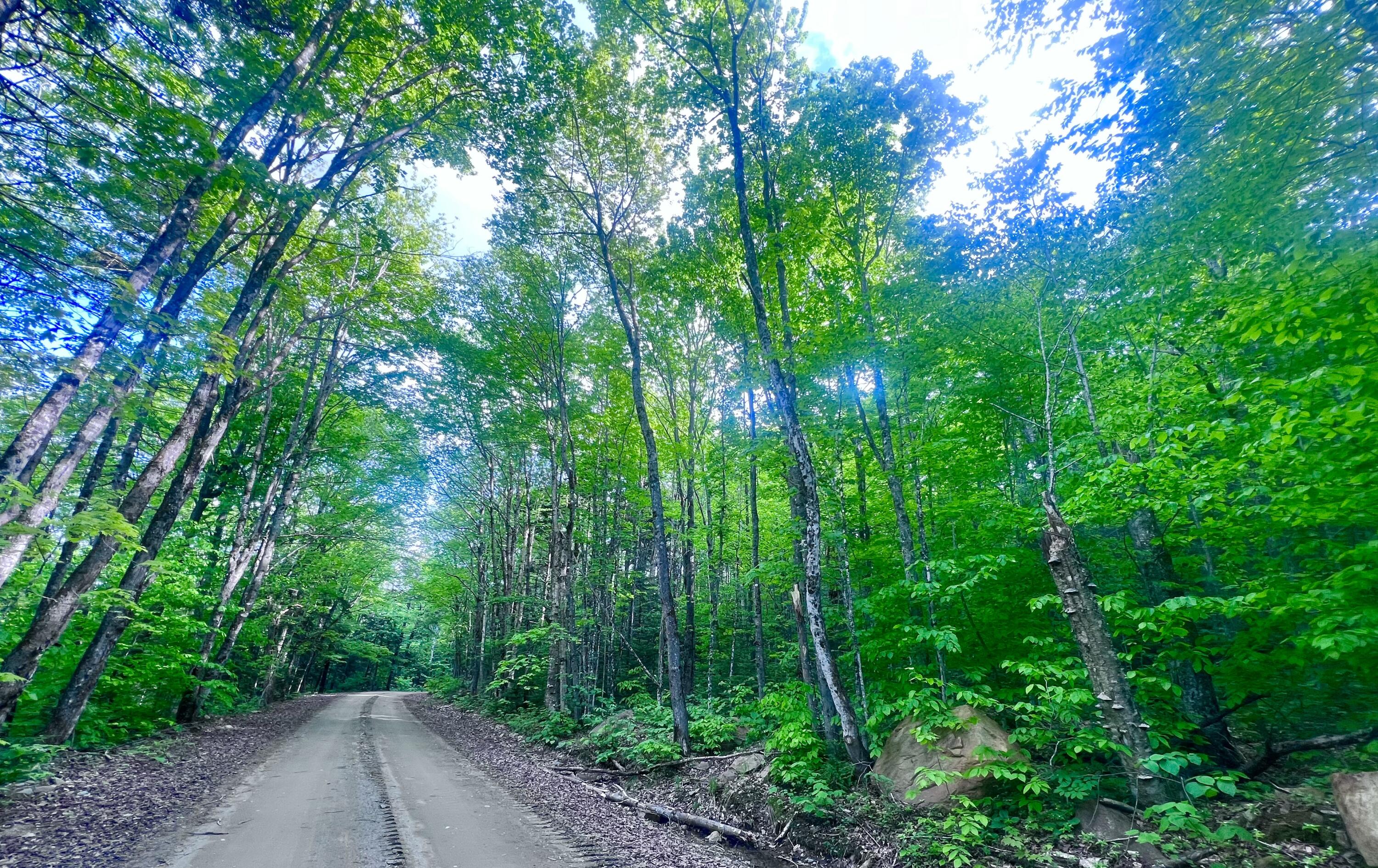 M17 L13,34 Edelheid Road Sandy River Plt ME 04970