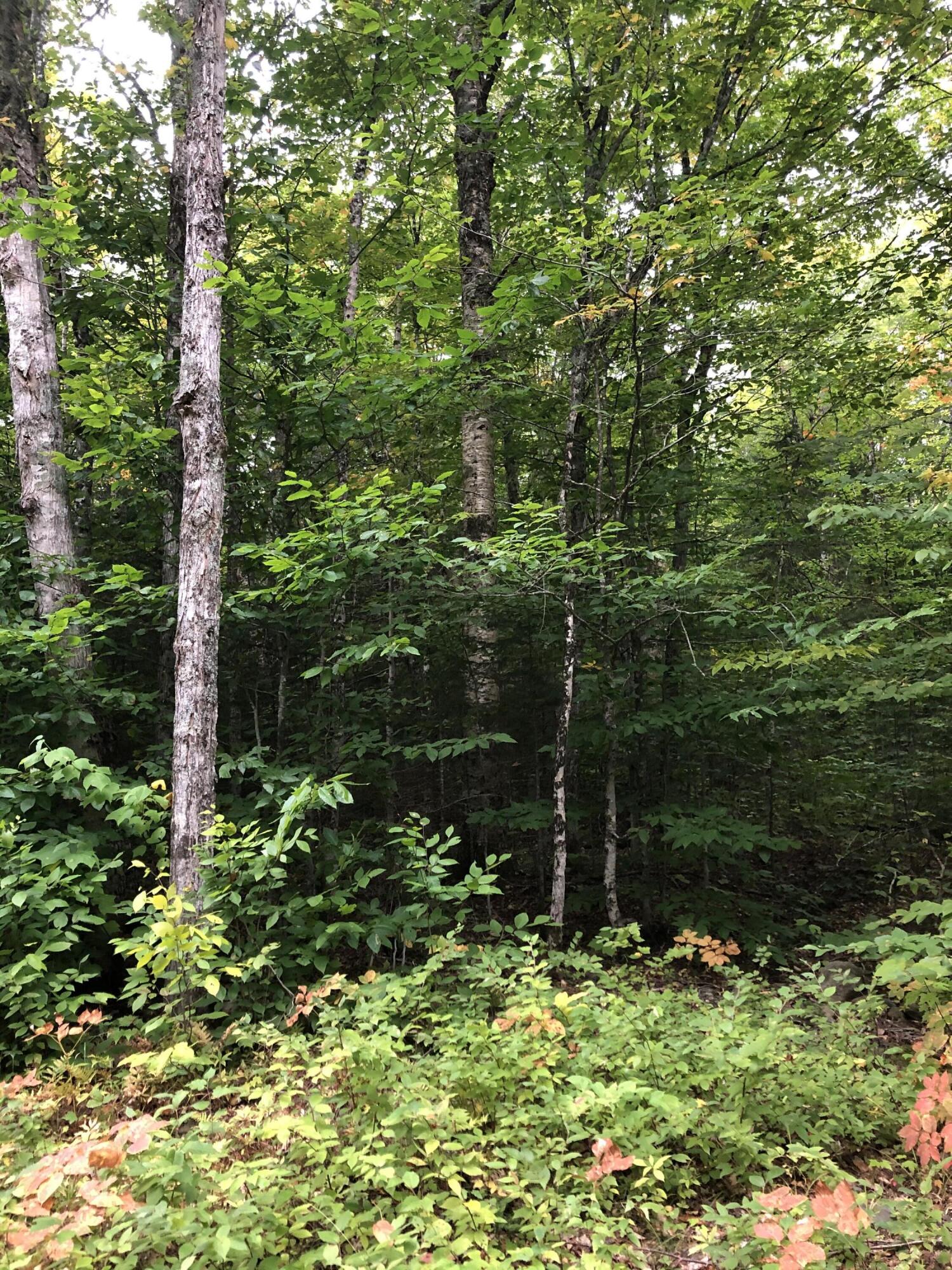 M17 L13,34 Edelheid Road Sandy River Plt ME 04970