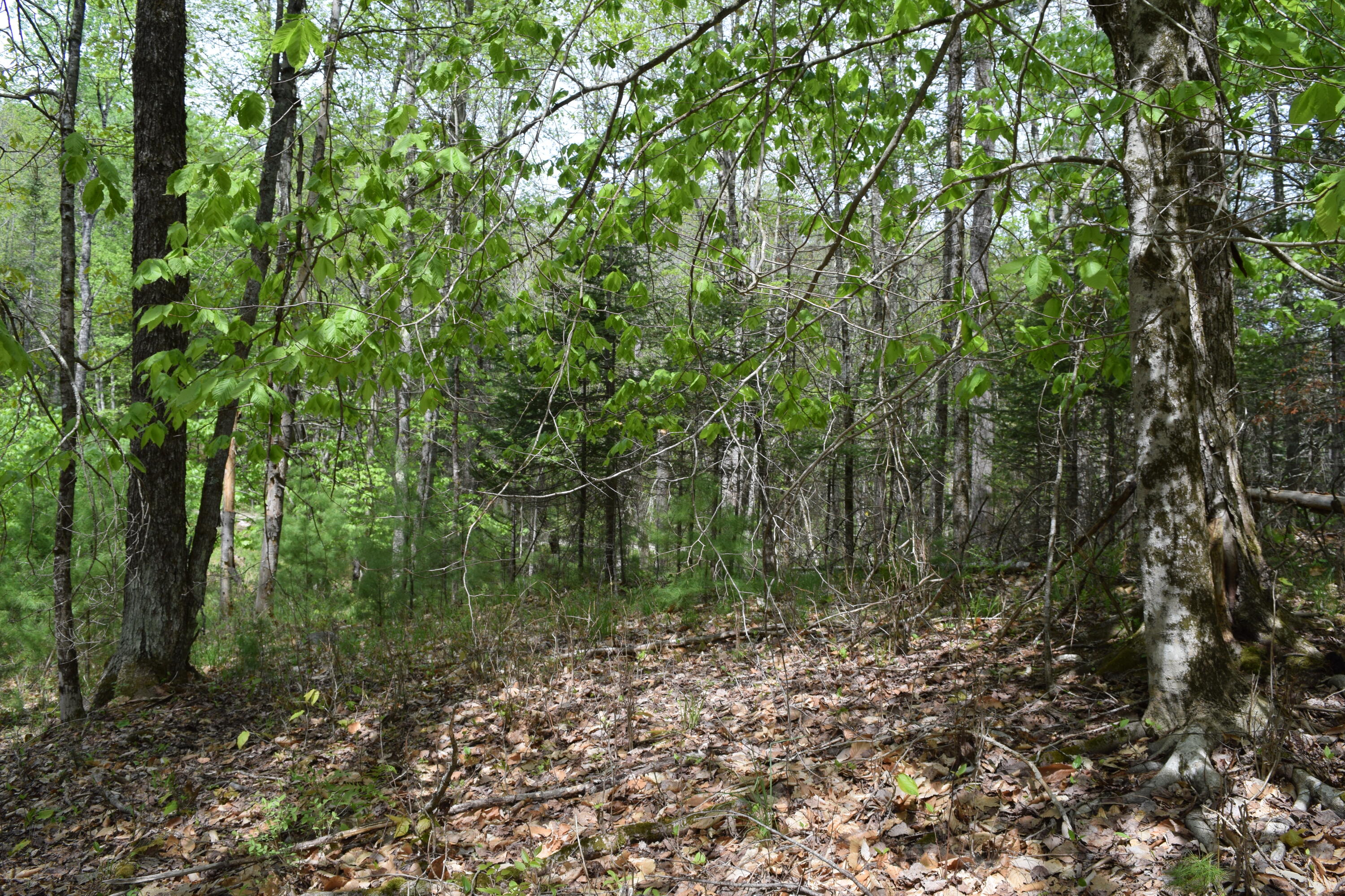 Lot #30 Potter Road Lisbon ME 04252