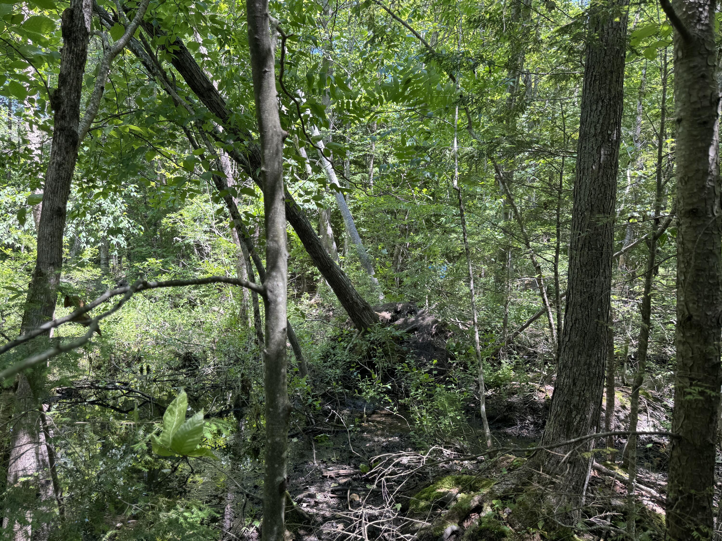 Lot 19 Thomas Pond Shore Road Casco ME 04015