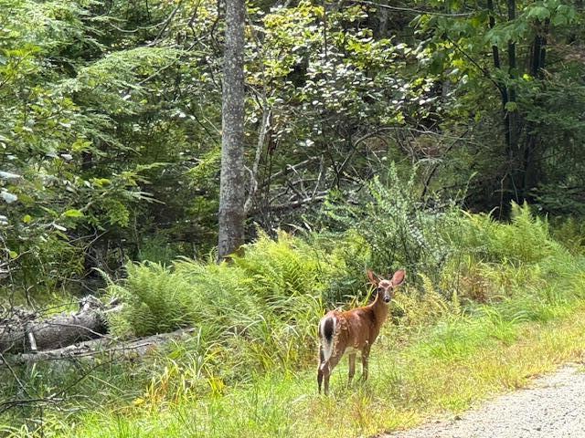 M4 L12.30b Mccarty Cove Road Westport Island ME 04578