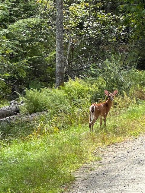 M4 L12.30b Mccarty Cove Road Westport Island ME 04578