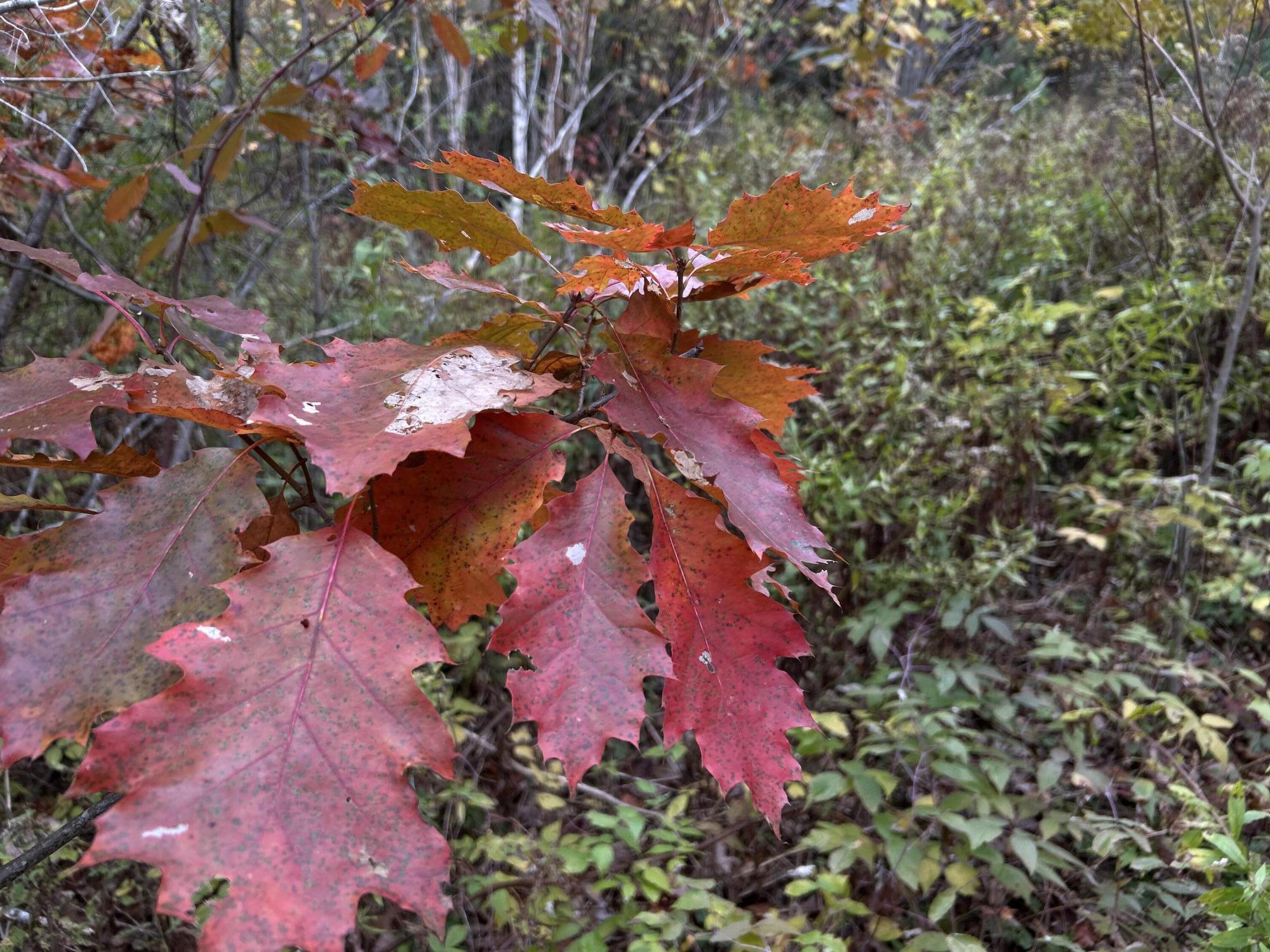 401 Genthner Road Waldoboro ME 04572