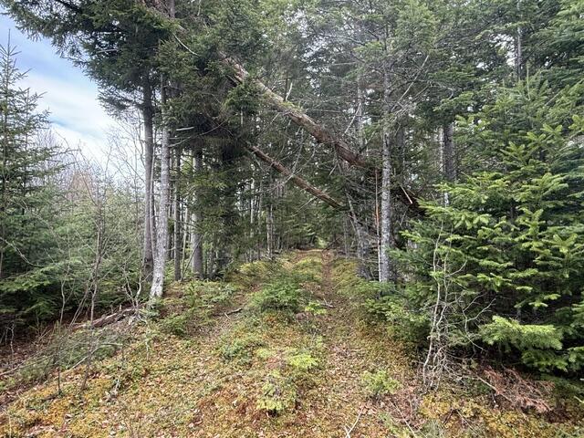 Lot 6 Holmes Bay Farms Road Whiting ME 04691