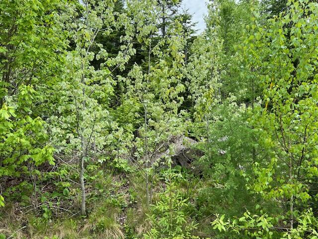 Lot 29-001 Fifth Avenue Pembroke ME 04666