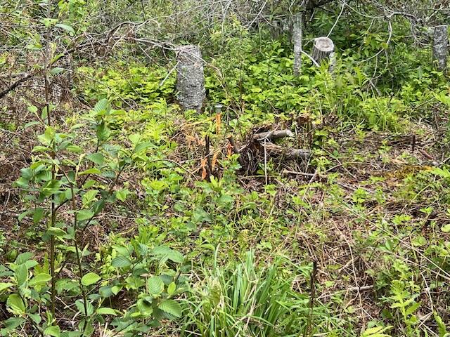 Lot 29-001 Fifth Avenue Pembroke ME 04666