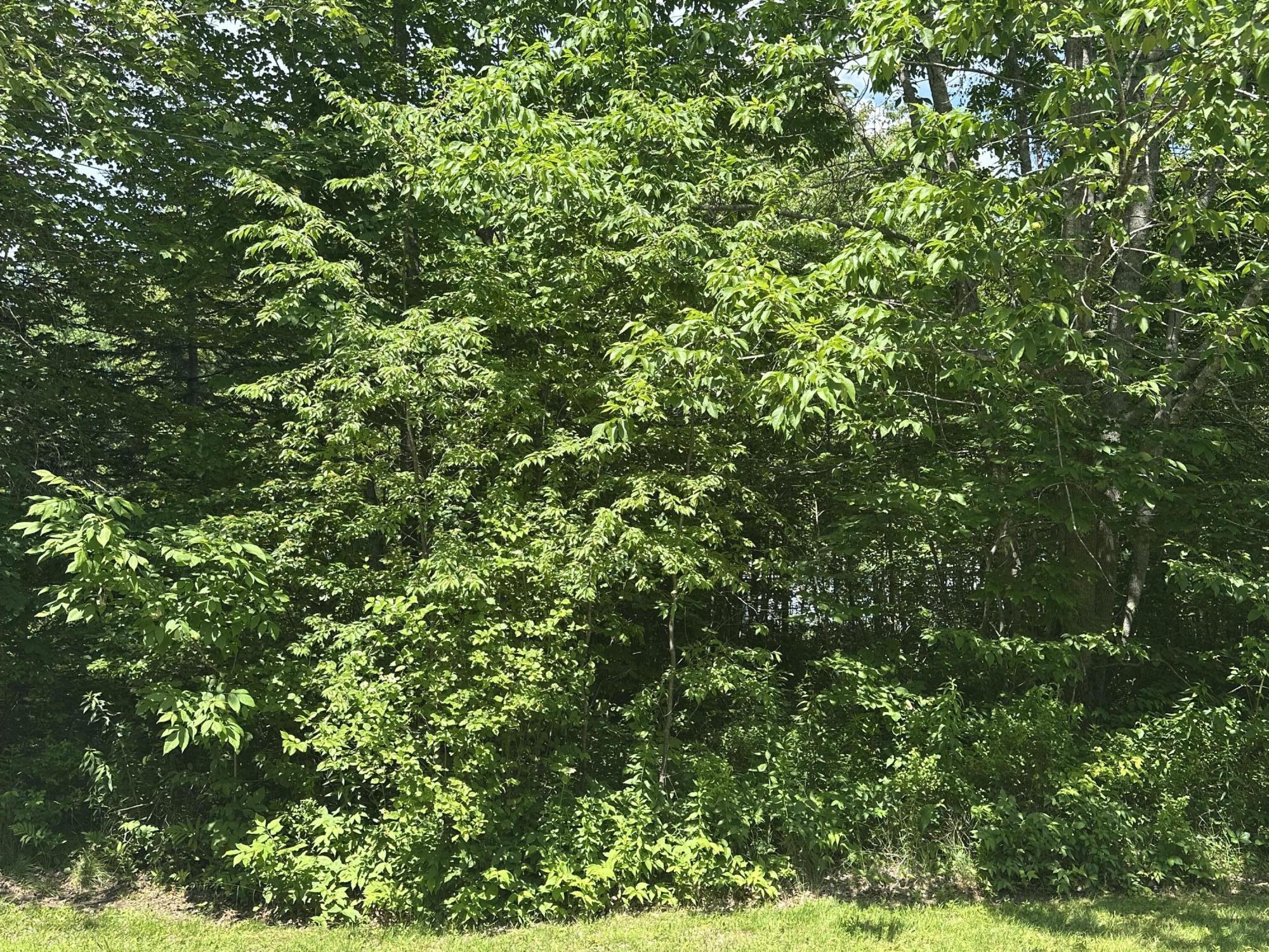 Lot #3 Peaslee Road Hancock ME 04640