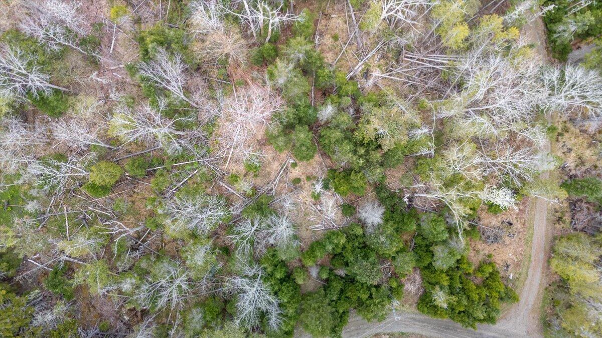 Map 22 Lot 4b Big Tree Lane Islesboro ME 04848