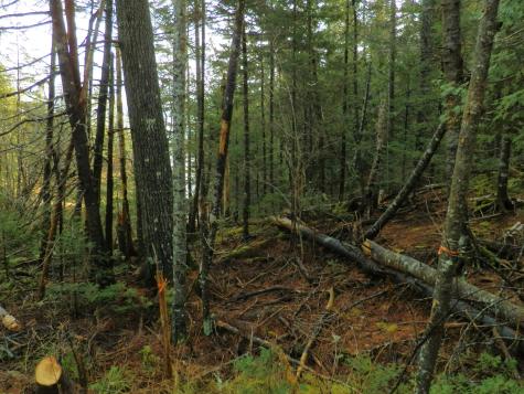 Lot 1 Foster Lane Dennysville ME 04628