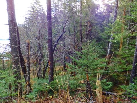 Lot 1 Foster Lane Dennysville ME 04628