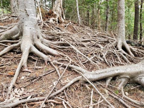 Lot 1 Foster Lane Dennysville ME 04628