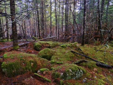 Lot 1 Foster Lane Dennysville ME 04628