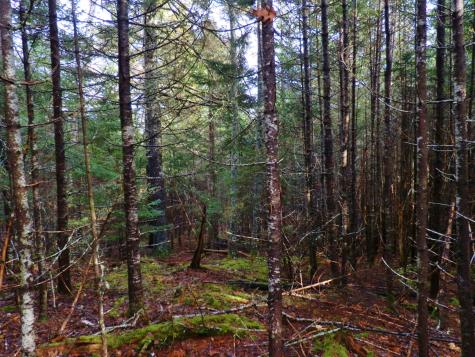 Lot 1 Foster Lane Dennysville ME 04628