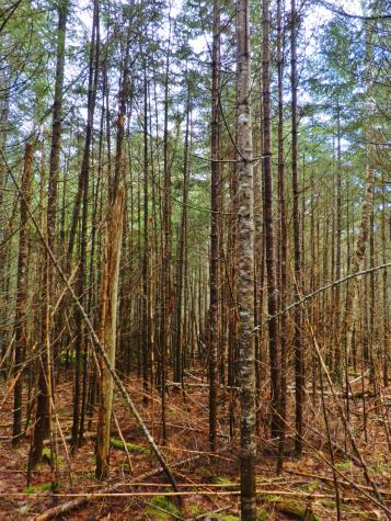 Lot 1 Foster Lane Dennysville ME 04628