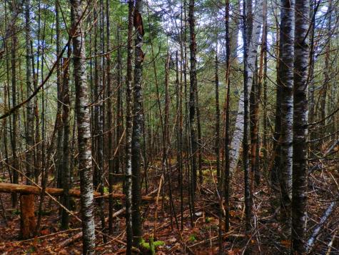 Lot 1 Foster Lane Dennysville ME 04628