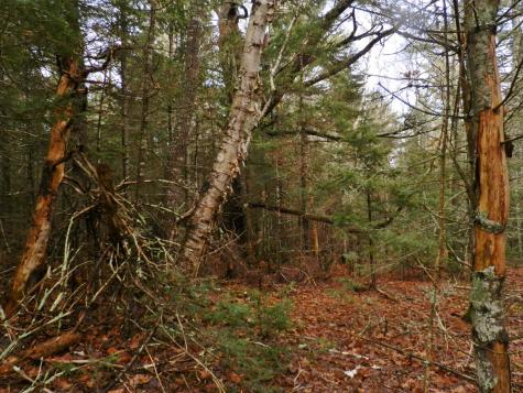 Lot 1 Foster Lane Dennysville ME 04628