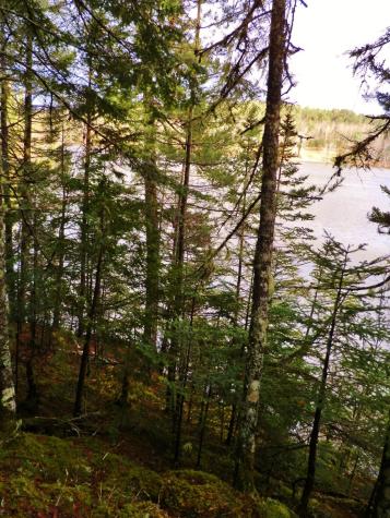 Lot 1 Foster Lane Dennysville ME 04628