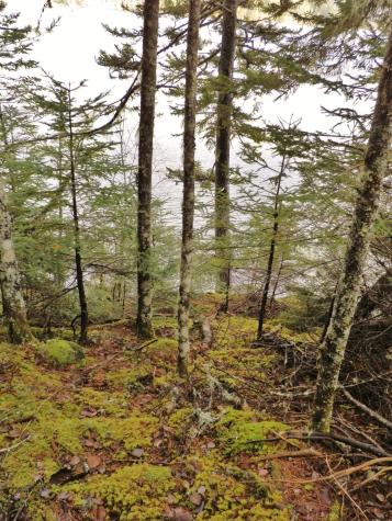 Lot 1 Foster Lane Dennysville ME 04628