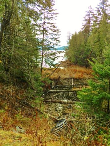 Lot 1 Foster Lane Dennysville ME 04628