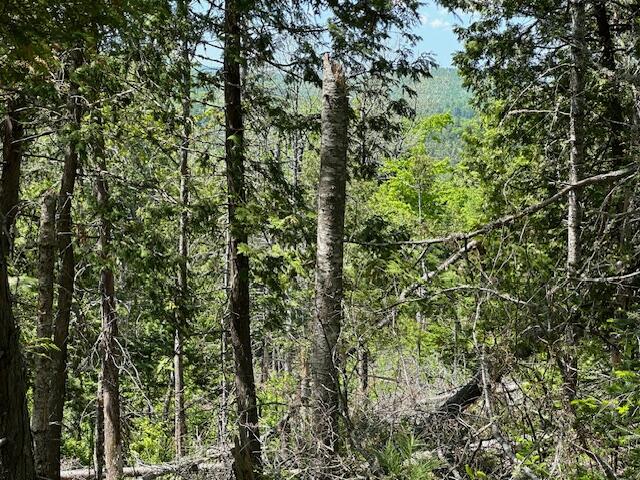 Lot 13 Mt. Jefferson Heights Lee ME 04455