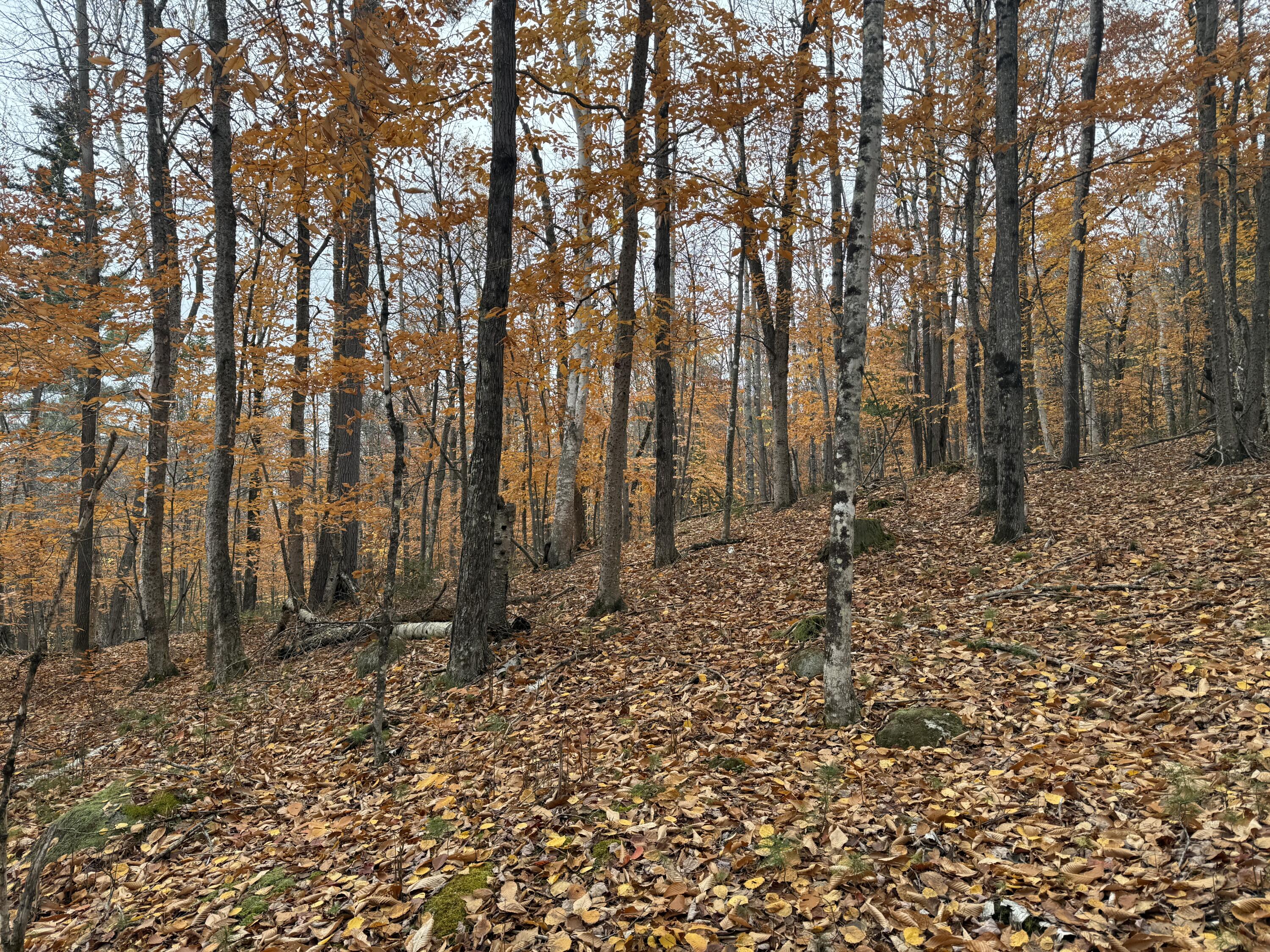 L55 Storer Hill Road Carthage ME 04224