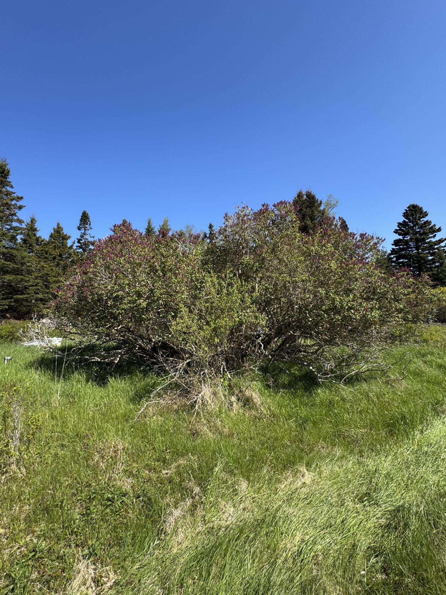 Lot #5 George Wright Road Vinalhaven ME 04863