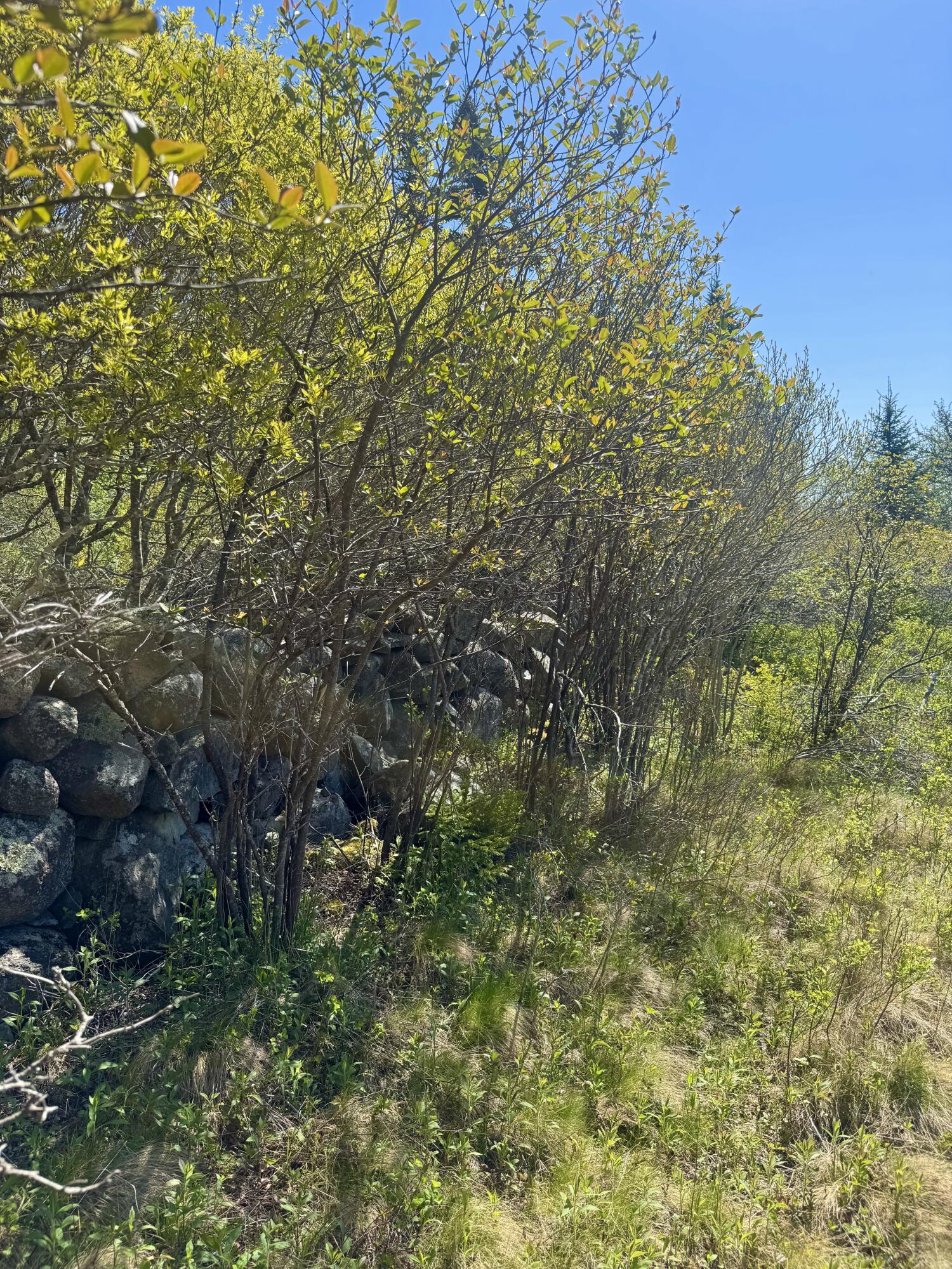 Lot #5 George Wright Road Vinalhaven ME 04863