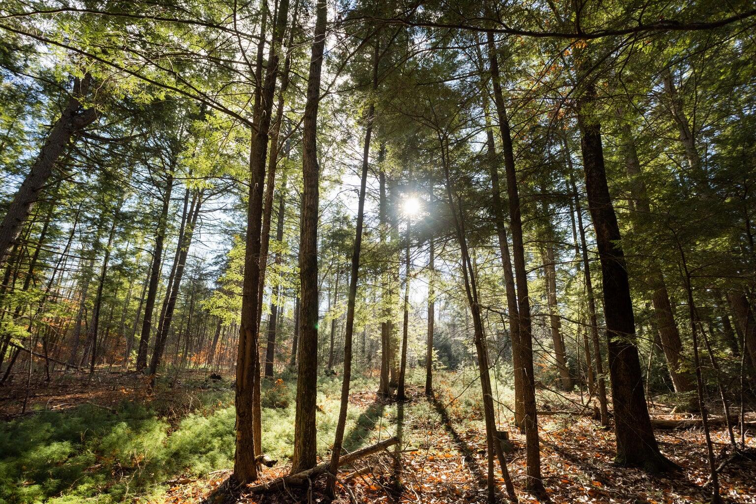 Tbd Branch View Terrace Alfred ME 04002