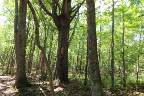 Lot 96 Pond Street Extension Street Bucksport ME 04416