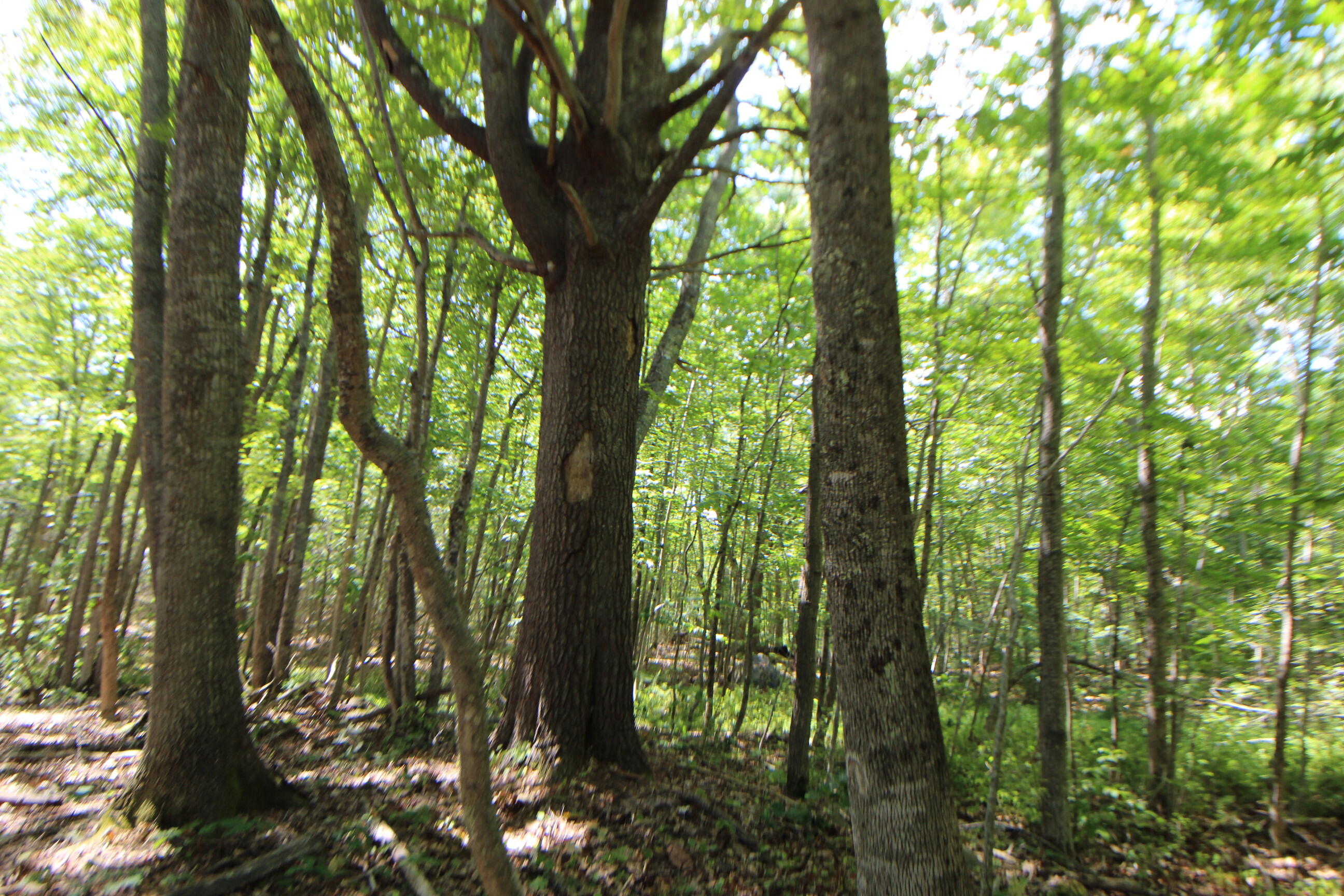 Lot 96 Pond Street Extension Street Bucksport ME 04416