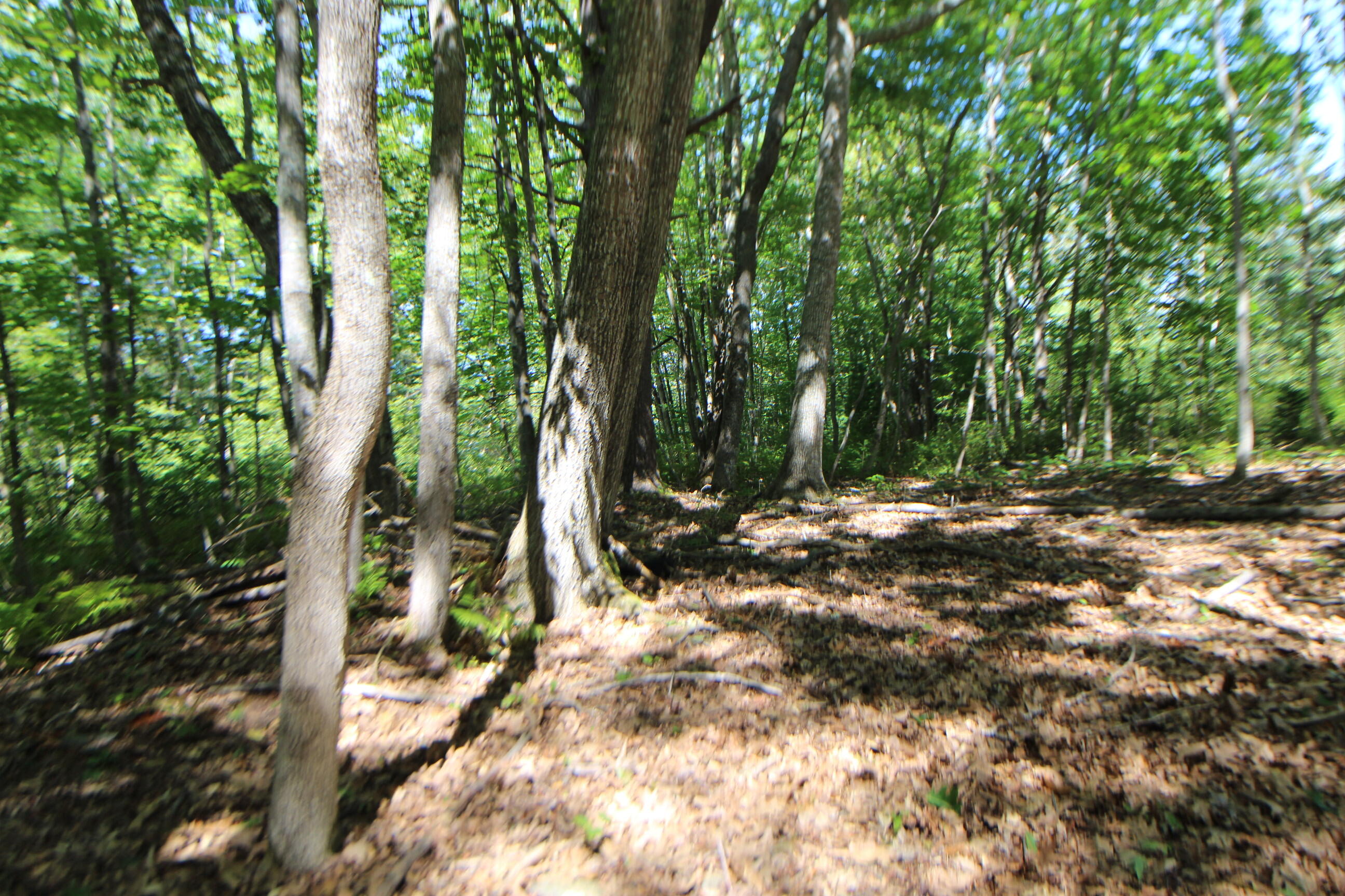 Lot 96 Pond Street Extension Street Bucksport ME 04416