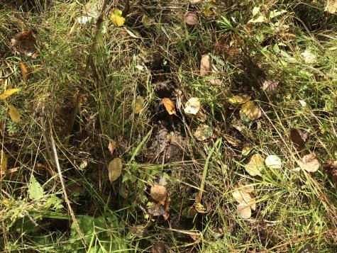 Lot 7-019 Parent Road Van Buren ME 04785