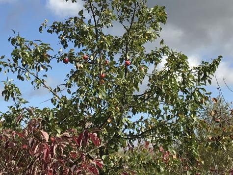 Lot 7-019 Parent Road Van Buren ME 04785