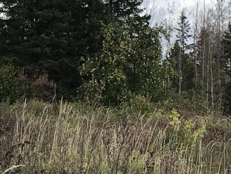 Lot 7-019 Parent Road Van Buren ME 04785