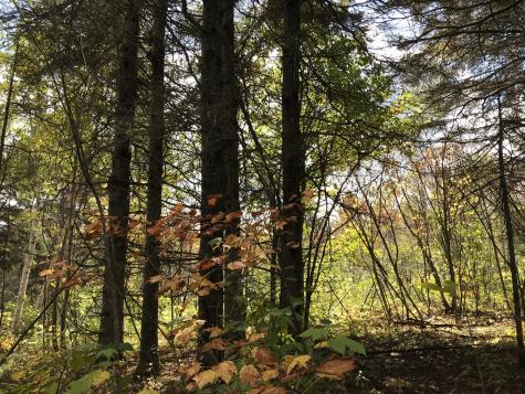 Lot 7-019 Parent Road Van Buren ME 04785