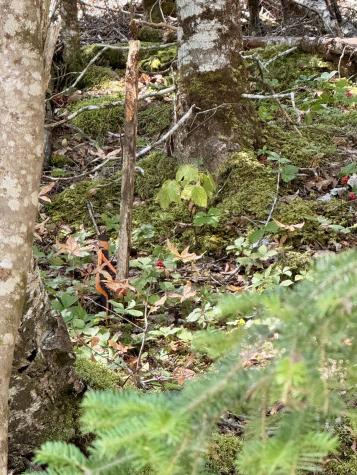 Lot 13 Red Rock Estates Pembroke ME 04666