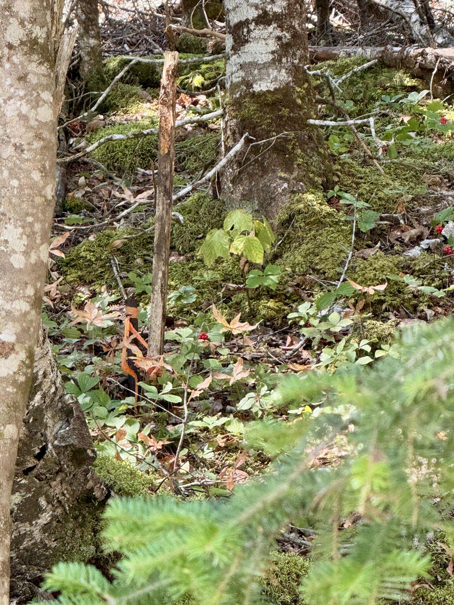 Lot 13 Red Rock Estates Pembroke ME 04666