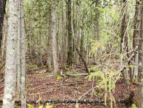 Lot 64 Coffins Neck Road Lubec ME 04652