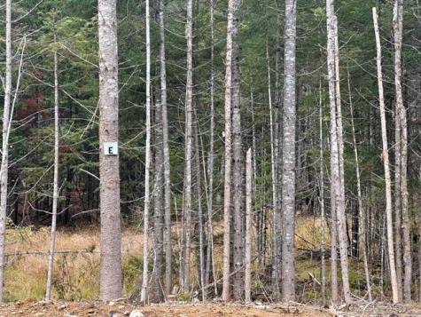 Lot ''N'' S Whitetail Way Greenville ME 04441