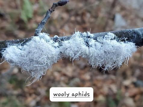 Lot 65-2 Ramsdell Ridge Road Milo ME 04463