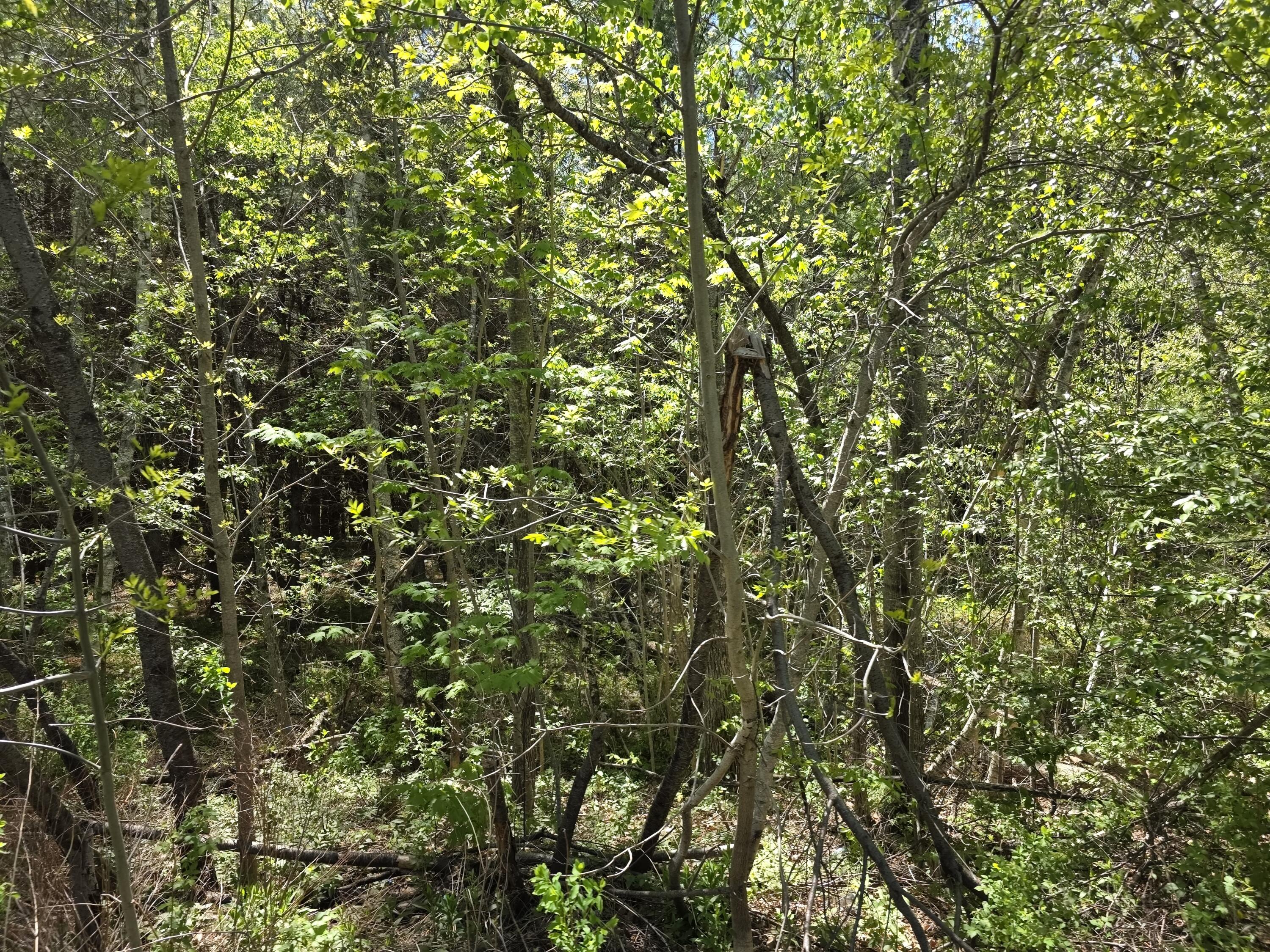 6 Goose River Estates Swanville ME 04915