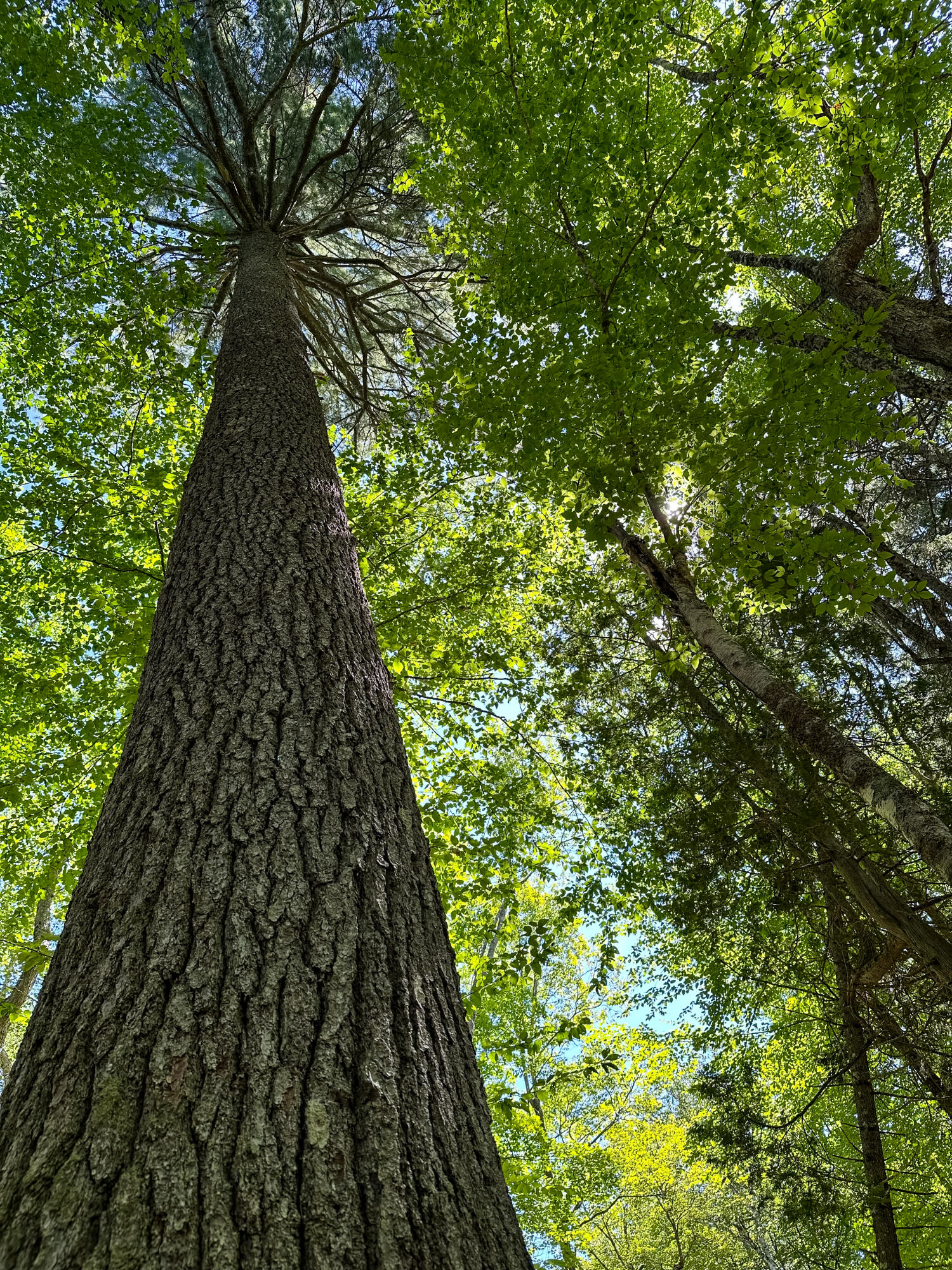 50-52A-54 Old County Road Sedgwick ME 04676