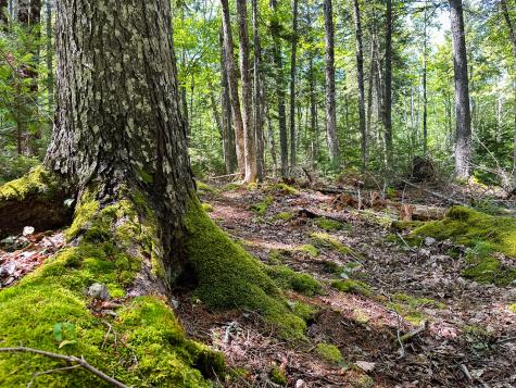 50-52A-54 Old County Road Sedgwick ME 04676