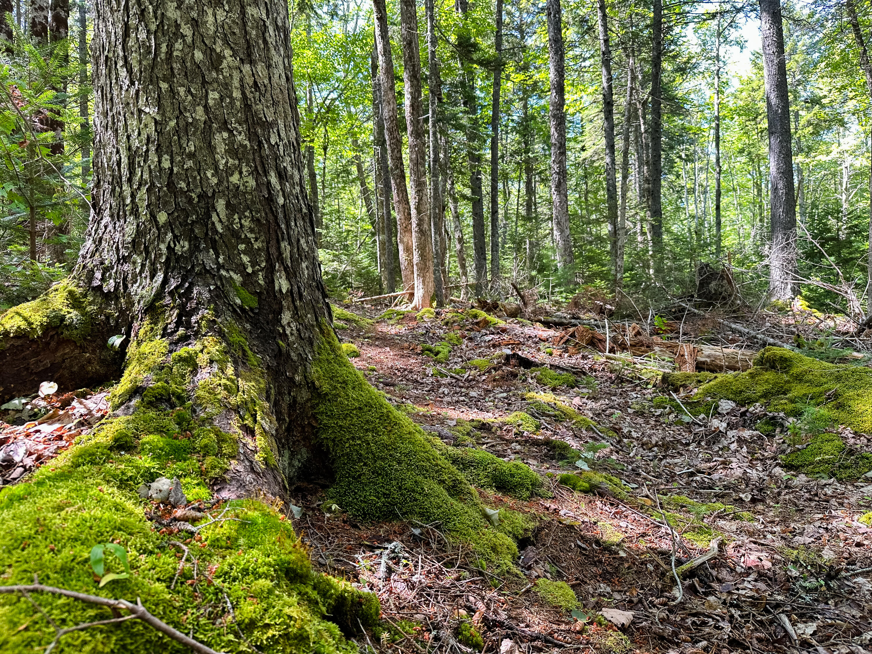 50-52A-54 Old County Road Sedgwick ME 04676