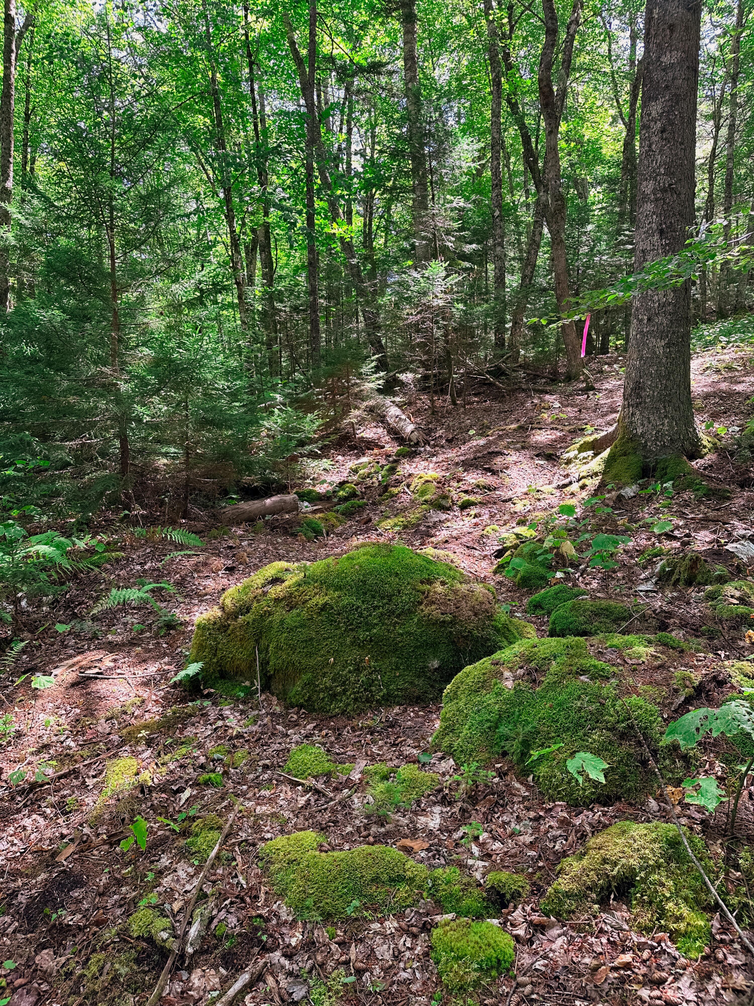 50-52A-54 Old County Road Sedgwick ME 04676